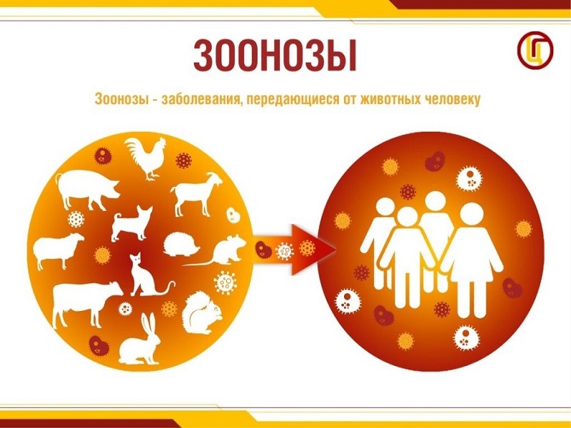 Что такое зоонозные инфекции?.